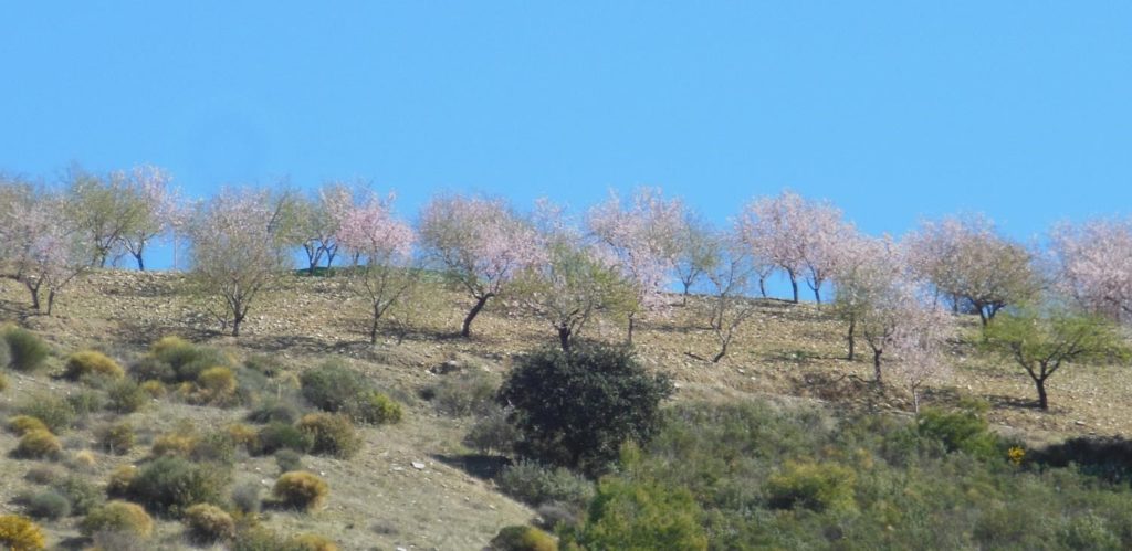 Almond-orchard-1024×499 pollinator declines, habitat, bees