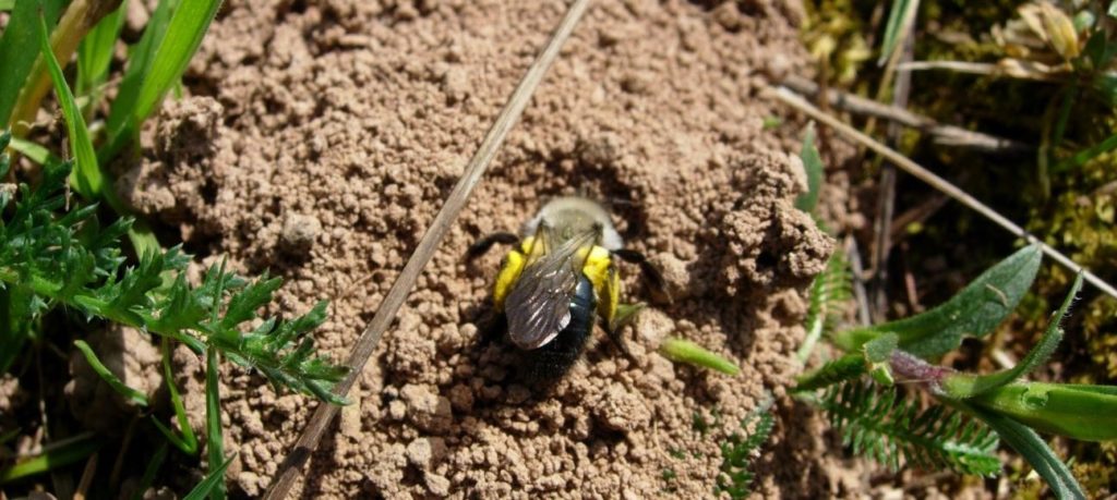 bee phenology Andrena-vaga-1024×459 central place foraging, bees' needs