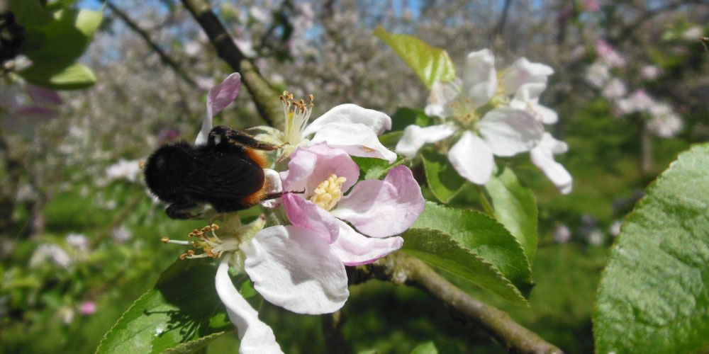 B.-lapidarius-on-apple-flower1-1024×768