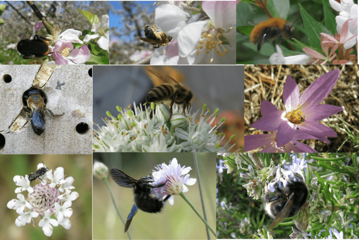 Bee_diversity_large-1200×805 rid native bees, bee diversity, bee conservation