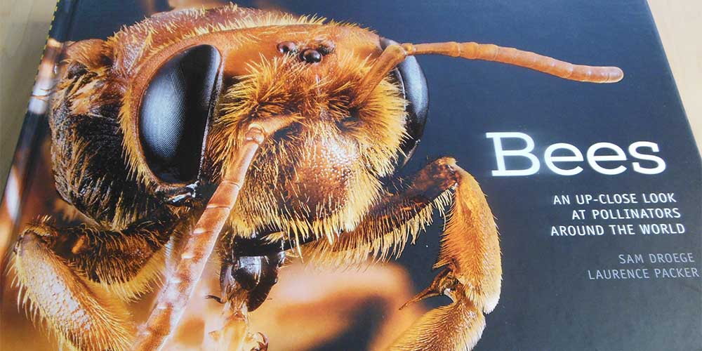 Bees_DroegePacker1