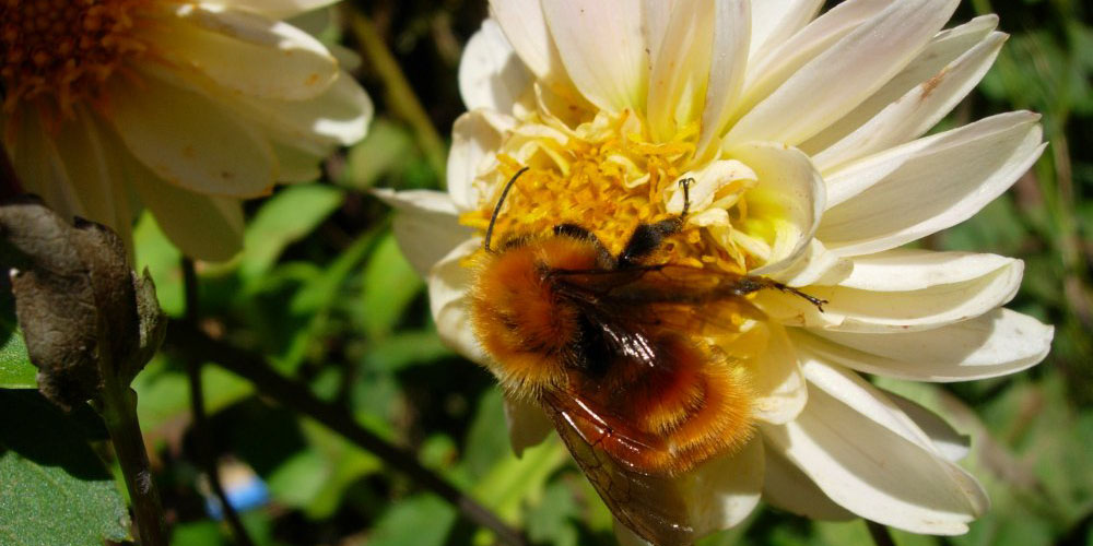 Bombus-dahlbohmii1-1-copyright-C.-Garrido managed bees, parasites, bee health, Bombus dahlbomii