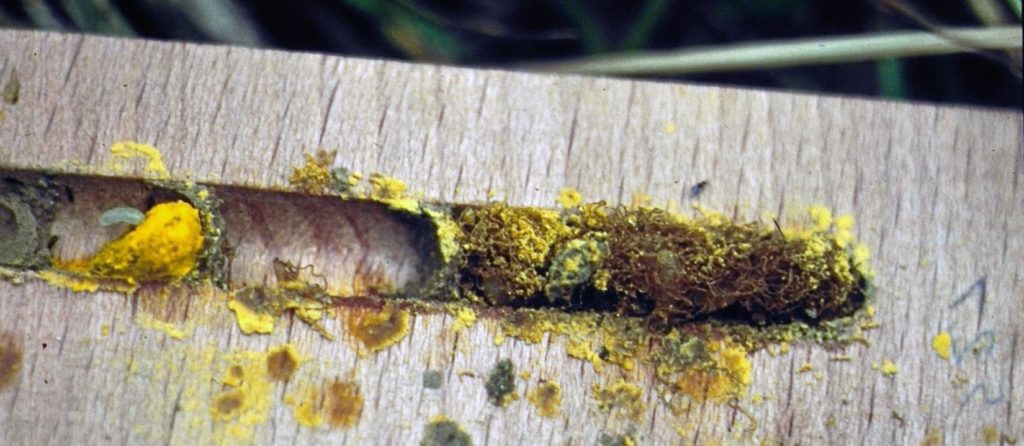 Cacoxenus-indagator-1024×446 nest choice, parasites, non-managed bees, solitary bees