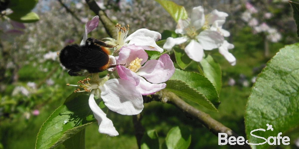 Manmade-spread-of-parasites-and-diseases-of-bees-beesafe rid