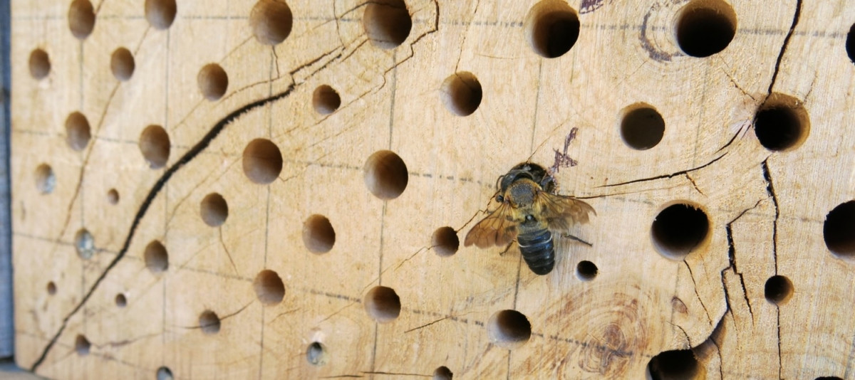 Megachile-sculpturalis-1200×534 rid