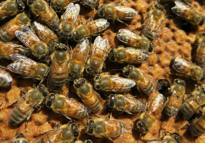 Varroa-detail