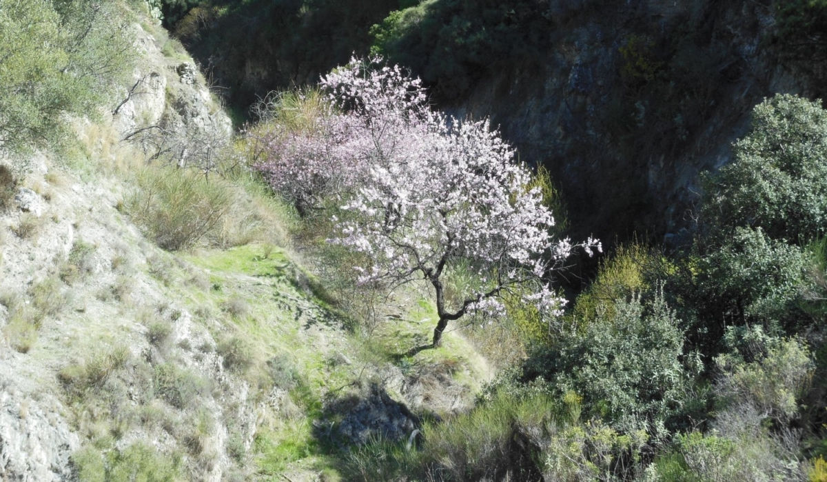 almond-pollination-1200×699 rid