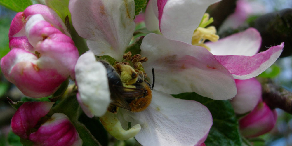 beesafe-Foto-news-3-1000×500