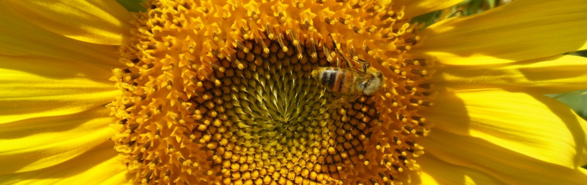 home-page-solutions-for-bee-health-and-pollination-1200×378 rid