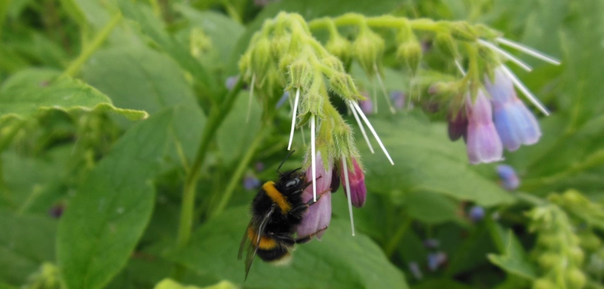 nectar-robber-comfrey-1200×575
