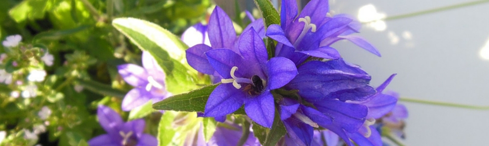 pollinators-in-service-of-humanity-beesafe