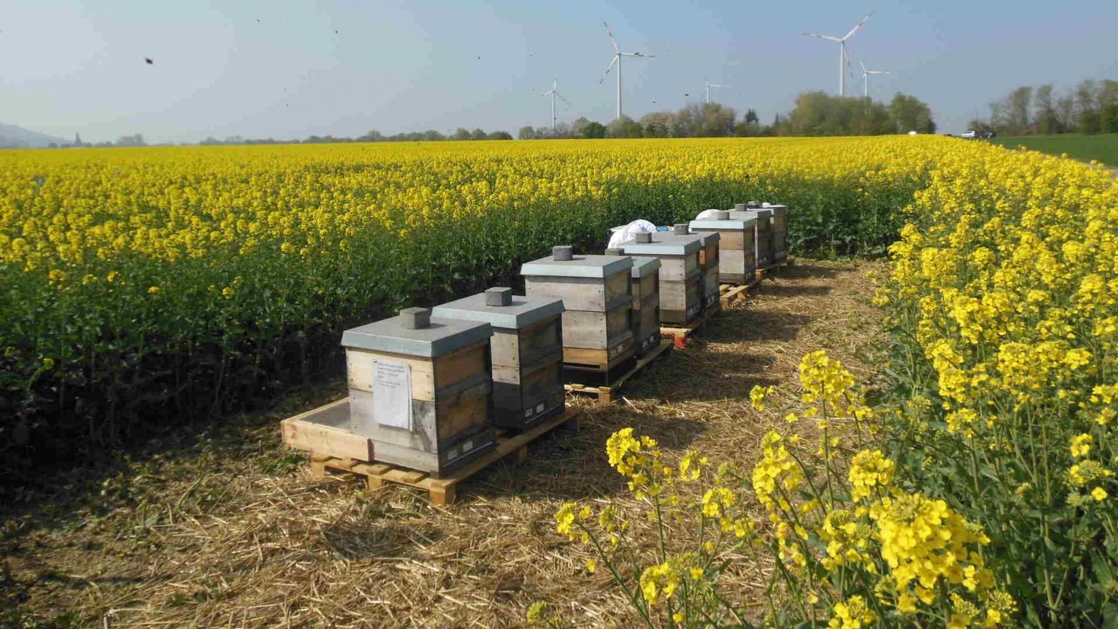 Services for bee related questions in pesticide registration Services for bee related questions in pesticide registration