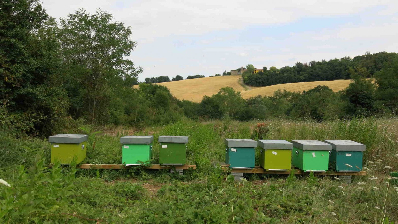Consulting bee health_rid bee conservation, good practices