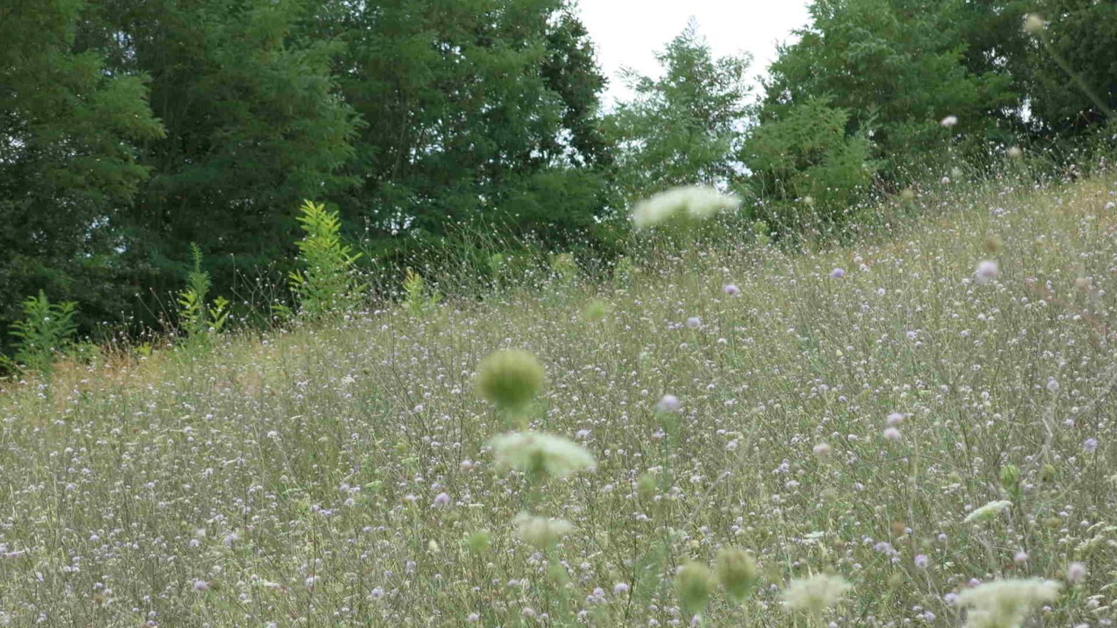 Habitat for bees Habitat for bees