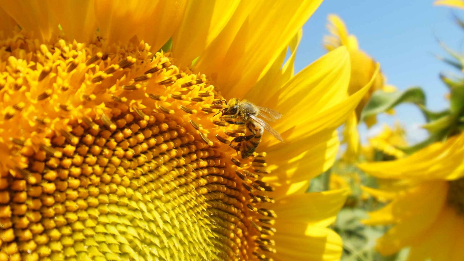 Speaking about bees and agriculture Speaking about bees and agriculture