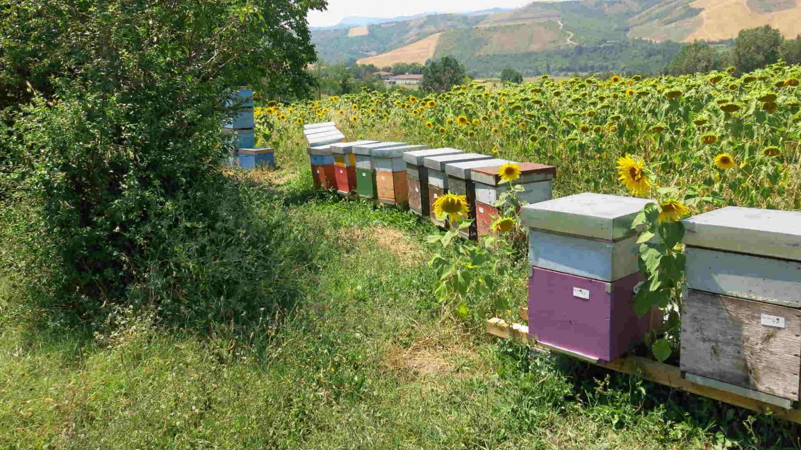 Speaking about bees and agriculture honey bee health management, Speaking about bees and agriculture
