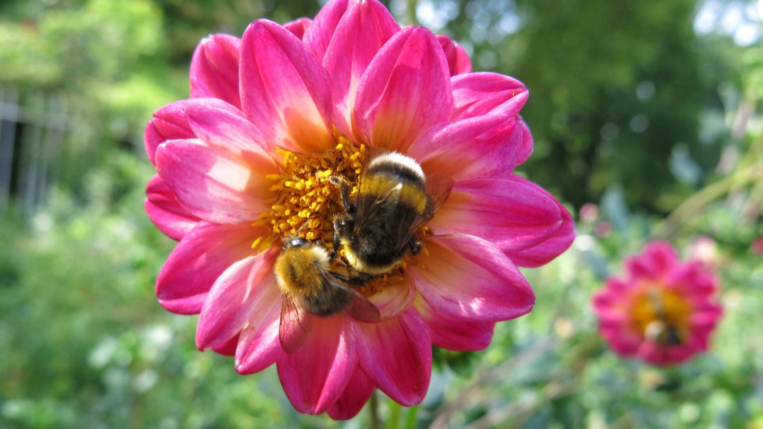 Bee Diversity Bee Diversity