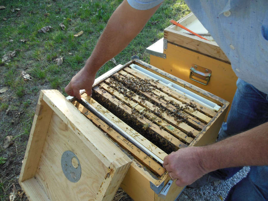Honey bee diseases – Course | BeeSafe Darwinian beekeeping, Honey bee diseases - Course | BeeSafe