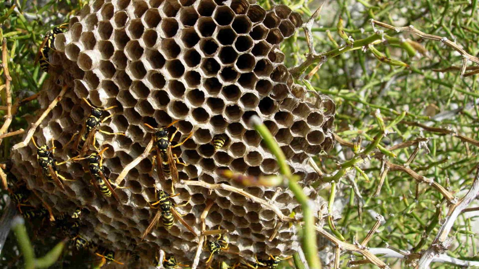 Other Activities | Beesafe Other Activities | Beesafe