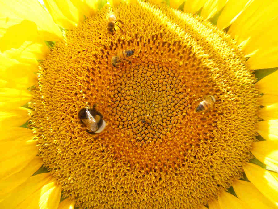 Small but important – Course | BeeSafe bee nutrition and parasites