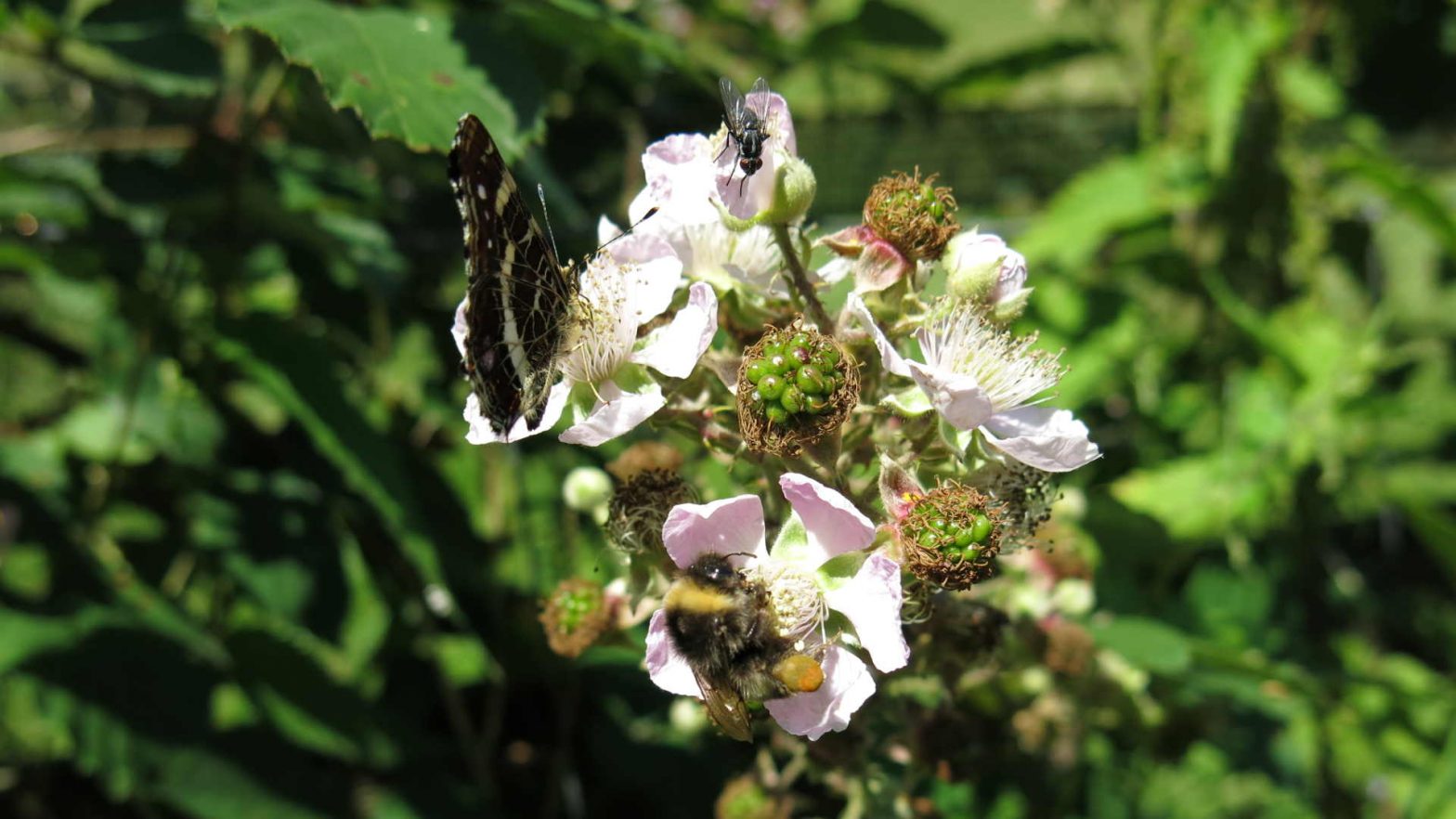 publications for beekeepers_rid Publications for beekeepers | Beesafe