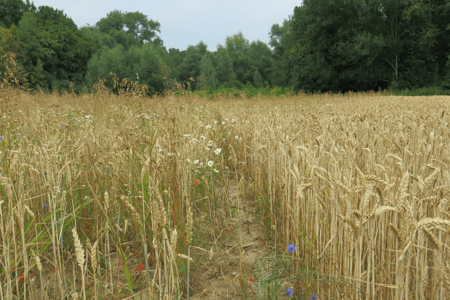 Action against insect decline Action against insect decline
