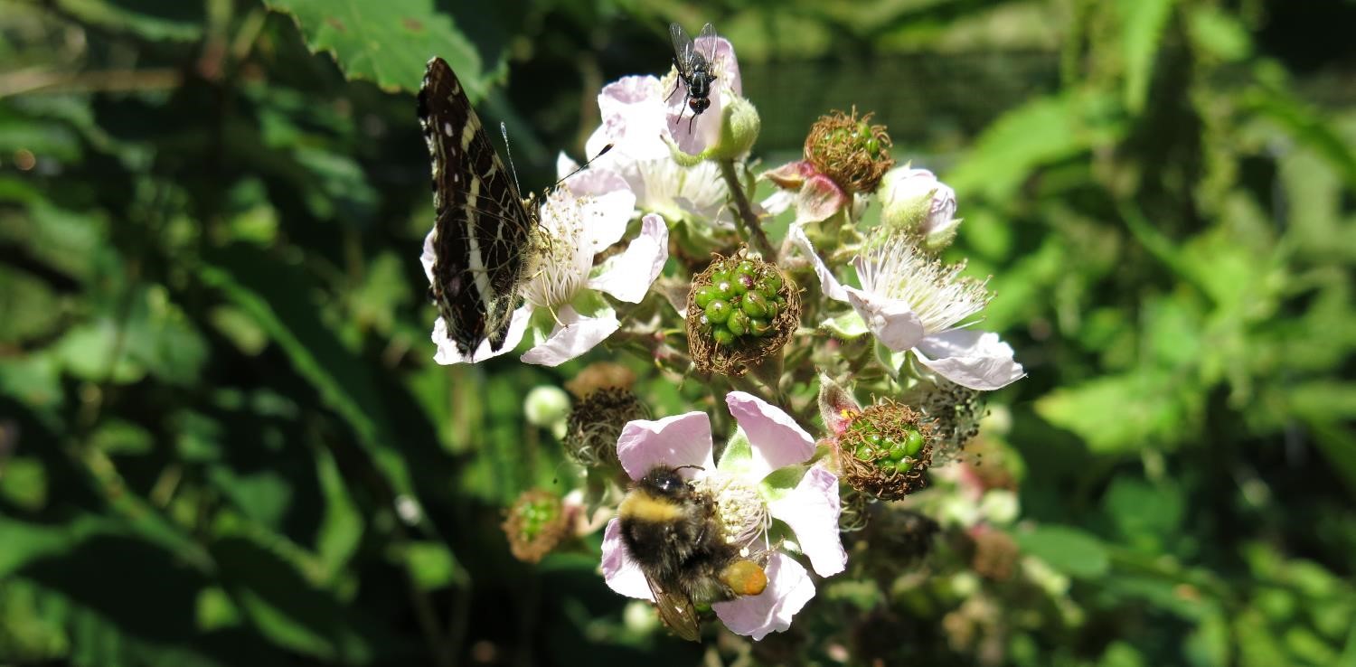 Pollinator trio Insect diversity