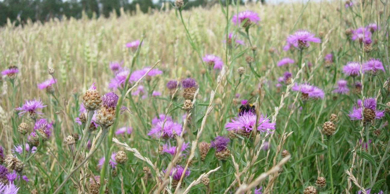 Pollinator agricultural landscape Insect diversity