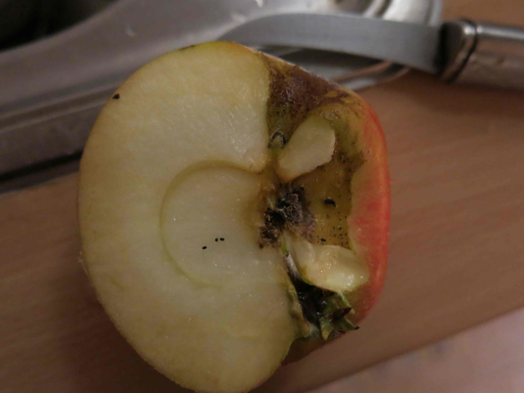 Bestäubung, Lebensmittelverschwendung