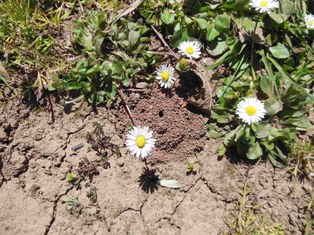 Bienen und Landwirtschaft, Bestäubung, Solitärbienen