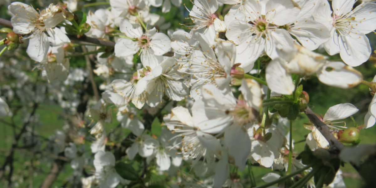 Sourcherry_title bee research, sour cherry, pollination