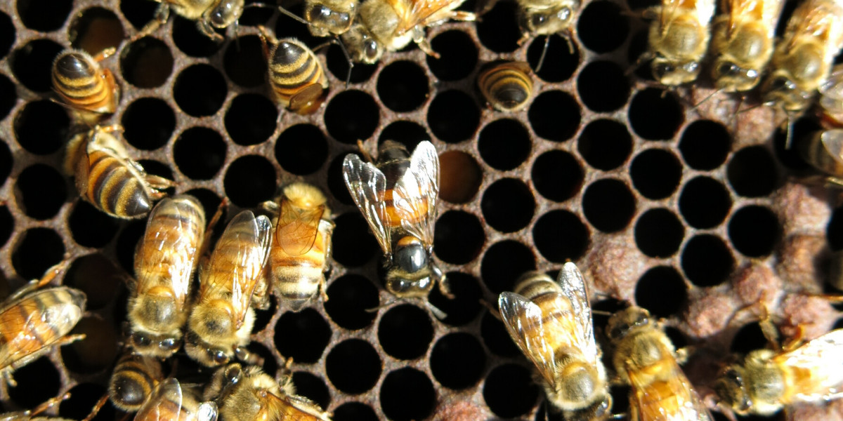 CBPV honey bee viruses, CBPV