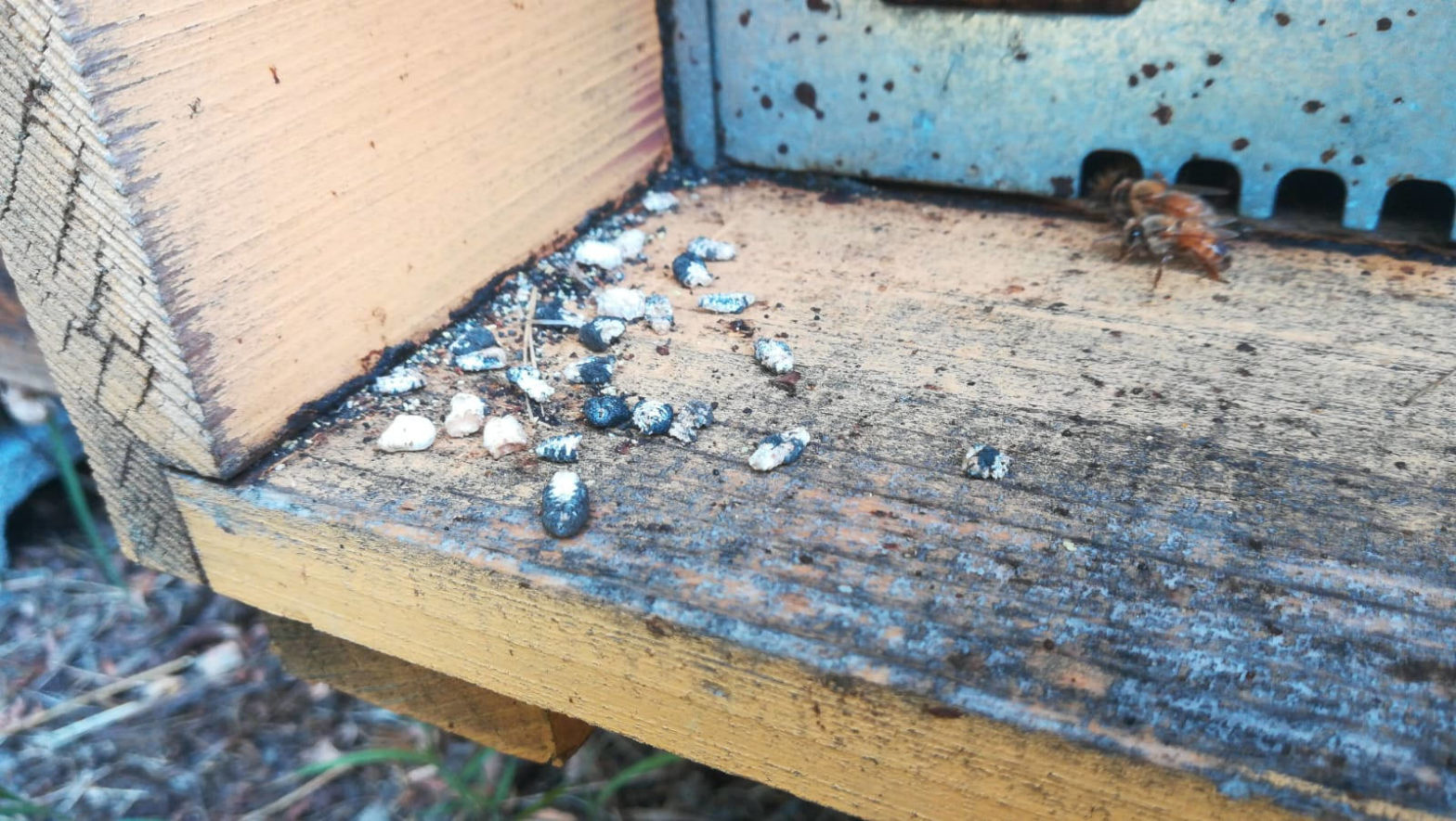 chalkbrood mummies_AN honey bee health management, chalk brood mummies