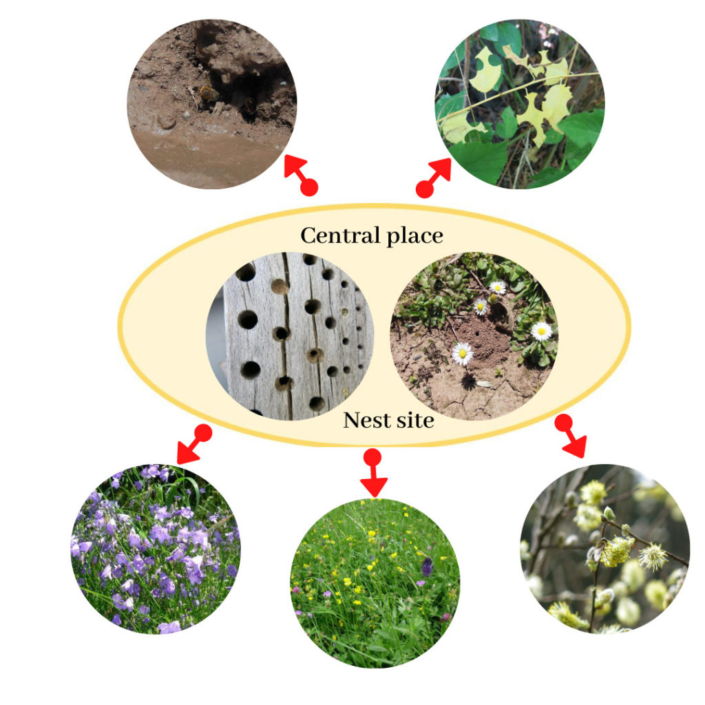 bee diversity, central place foraging, bee conservation