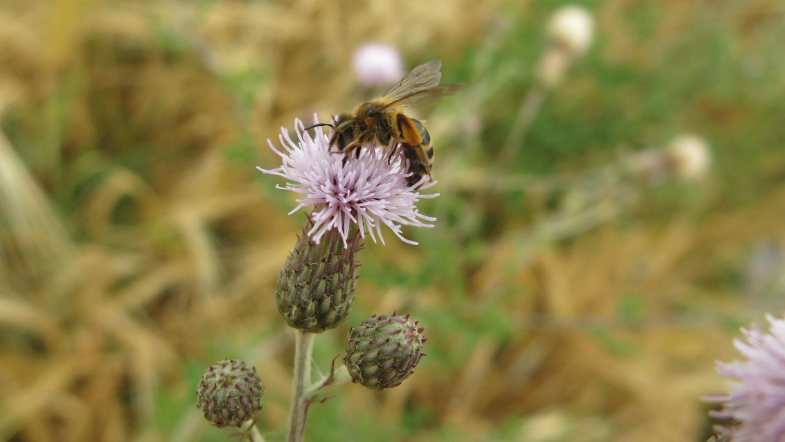 Halictus on thistle Pollination services need diversity
