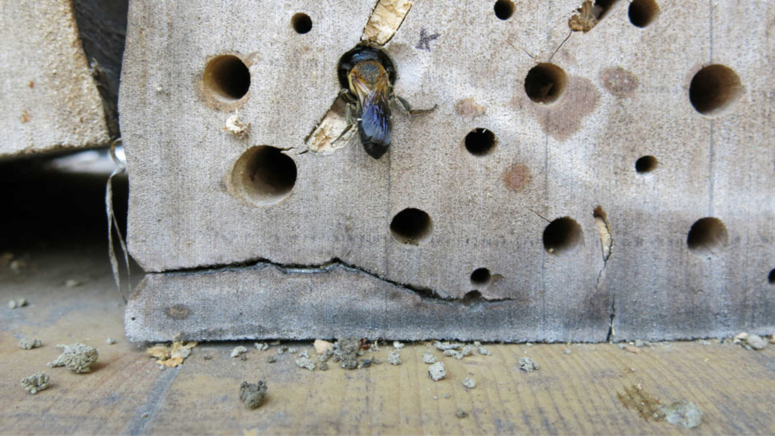 Why Bee Traps Aren't Your Best Option