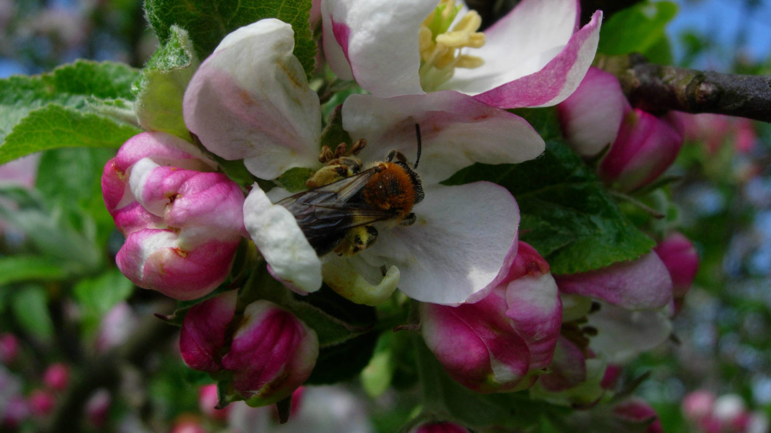 Apple pollination silent hunger, Year of fruit and vegetables, pollinator limitation, crop production