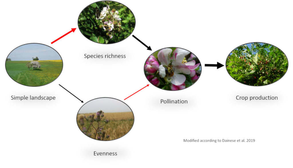 Land use leading to simplified landscape decreases crop production.