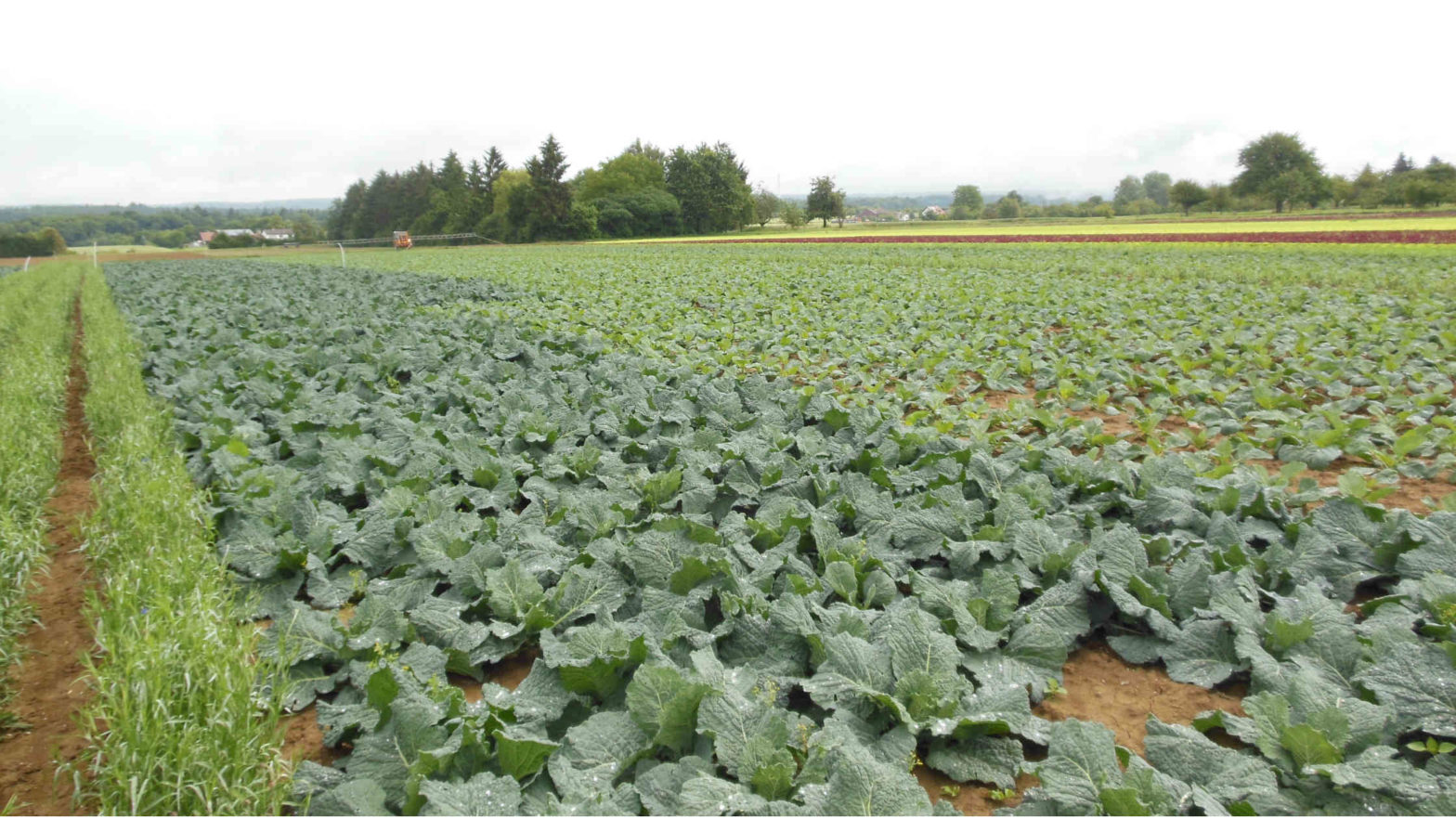 cornflowers and cabbage managing pollinators, AES, pest control