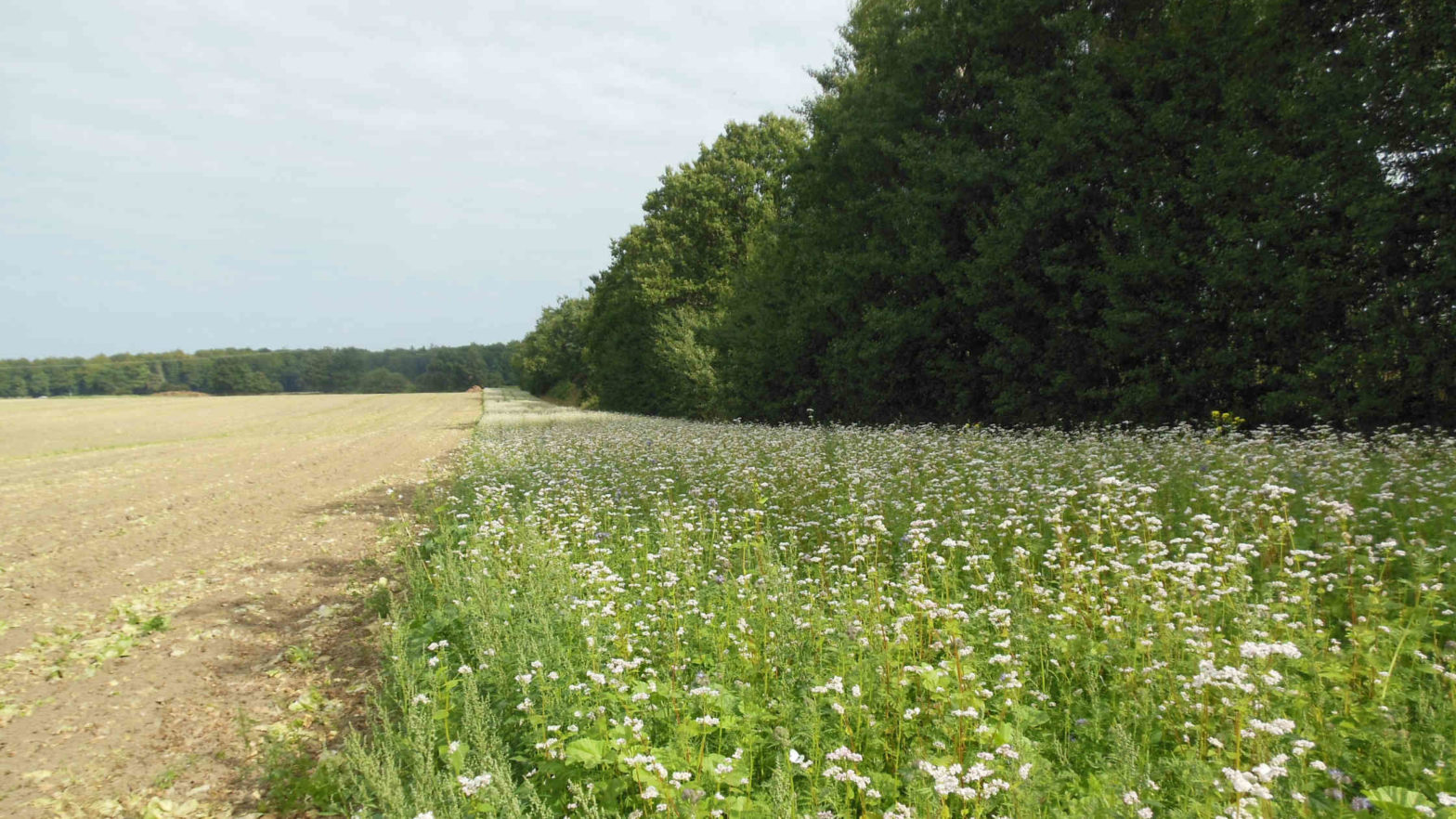 flowering strip flowering strips, AES