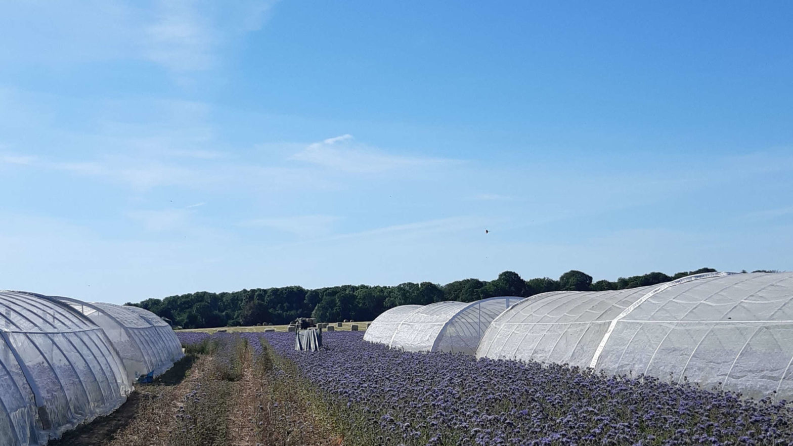 Phacelia_Langenfeld