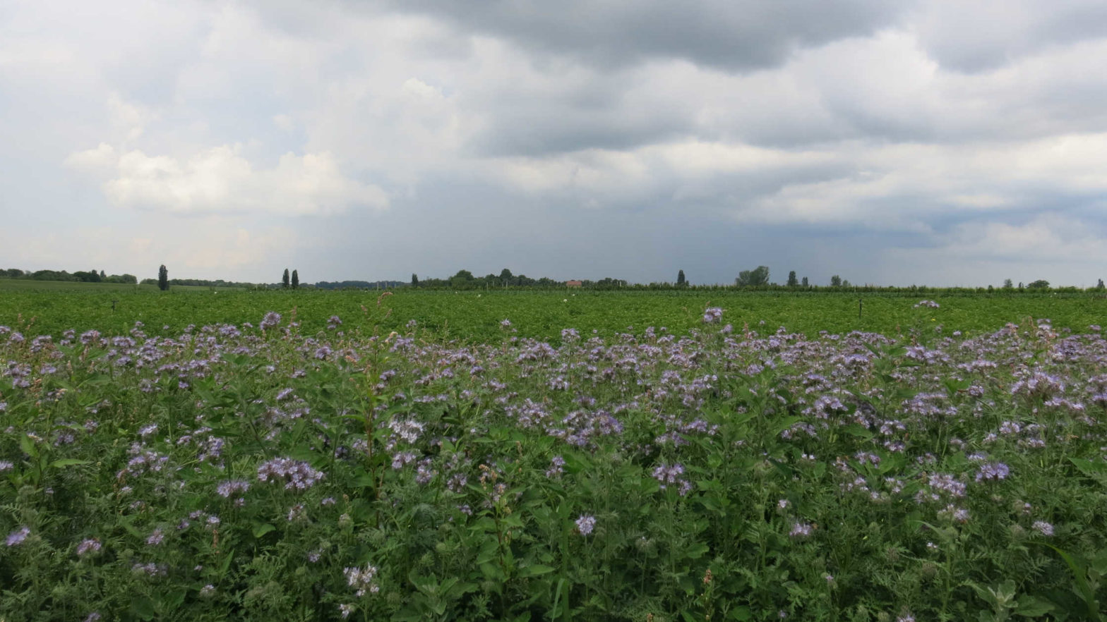 Poggio-Renatico_Phacelia sustainable agriculture for bees