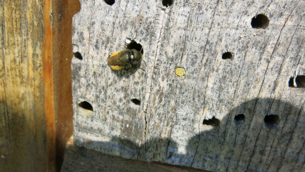 bee phenology, Osmia cornuta