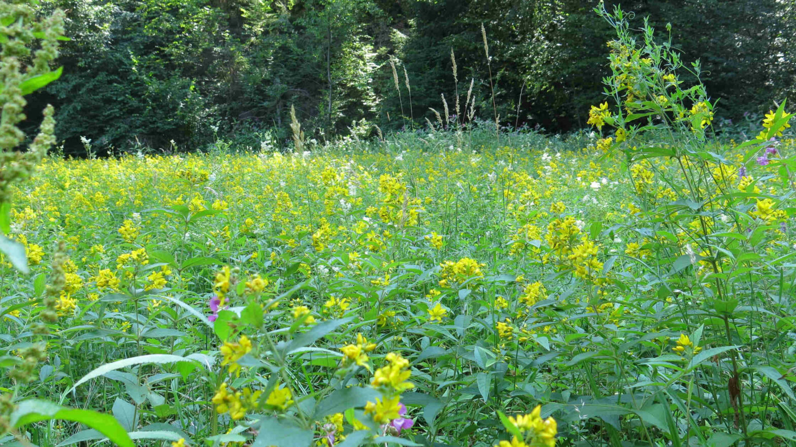 Lysimachia meadow bee habitat, meadow