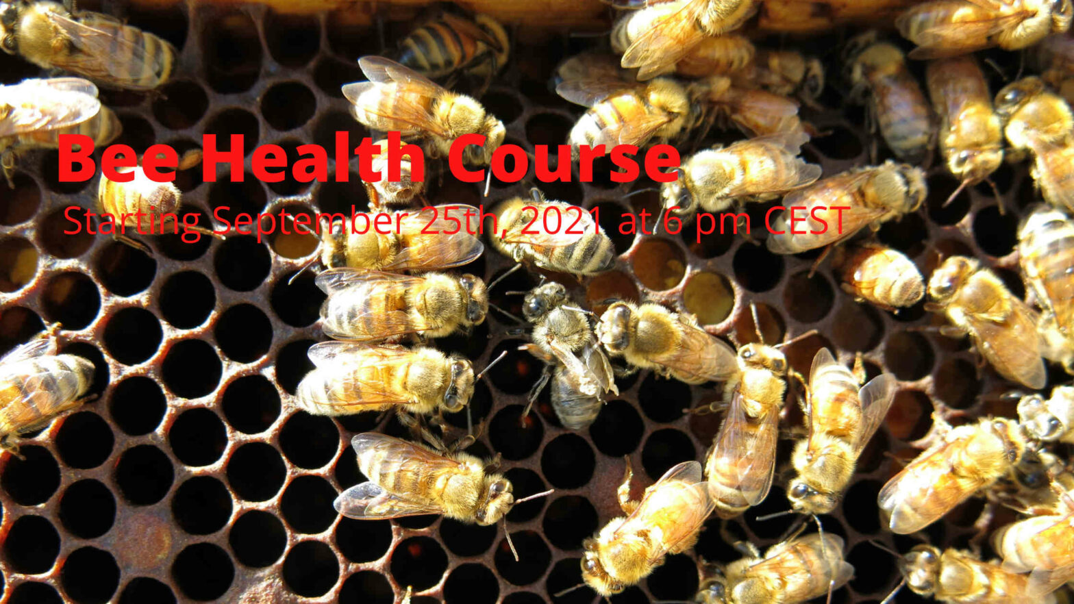 Bee Health Course Bee Health Course