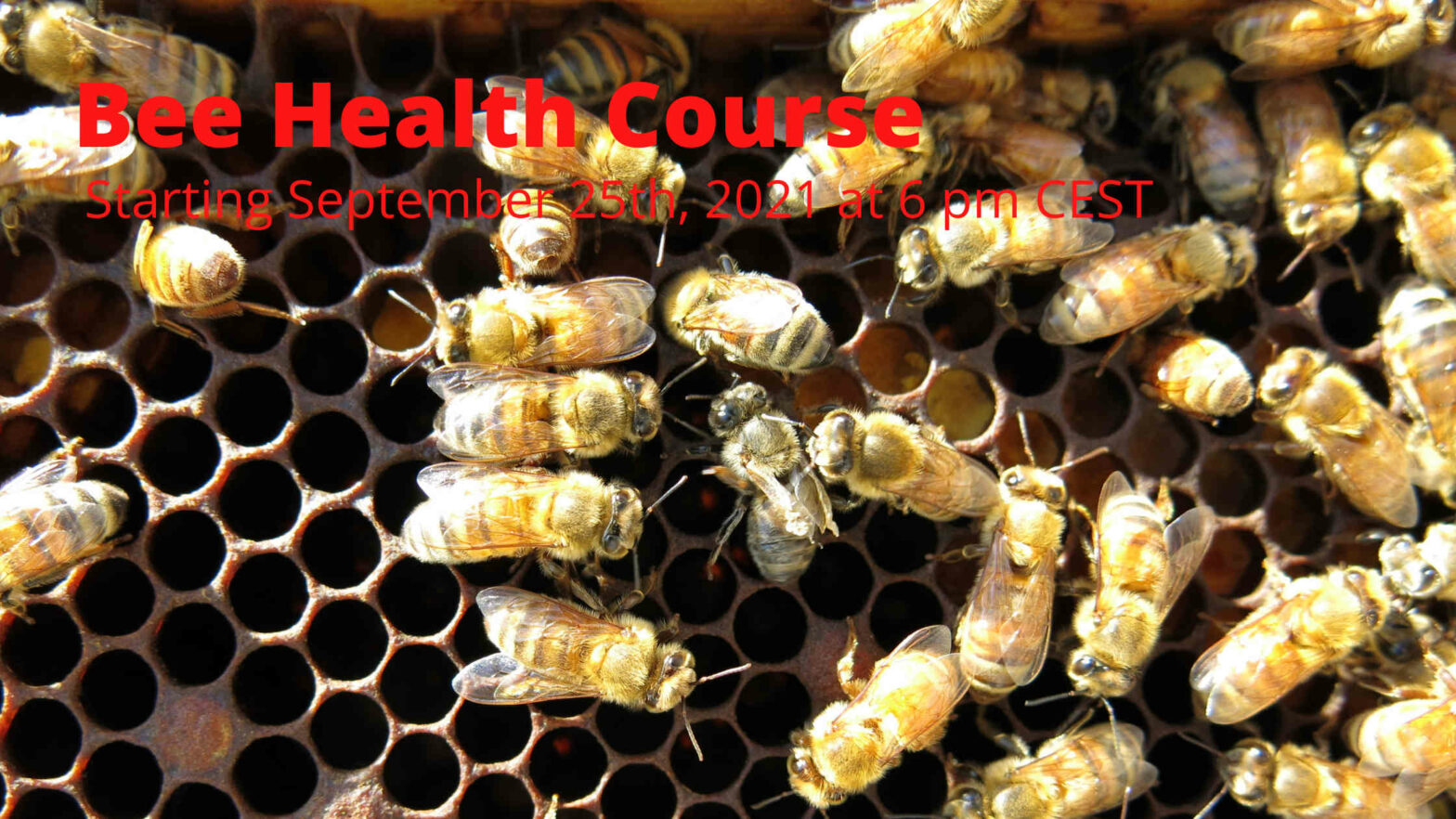 Bee Health Course Bee Health Course
