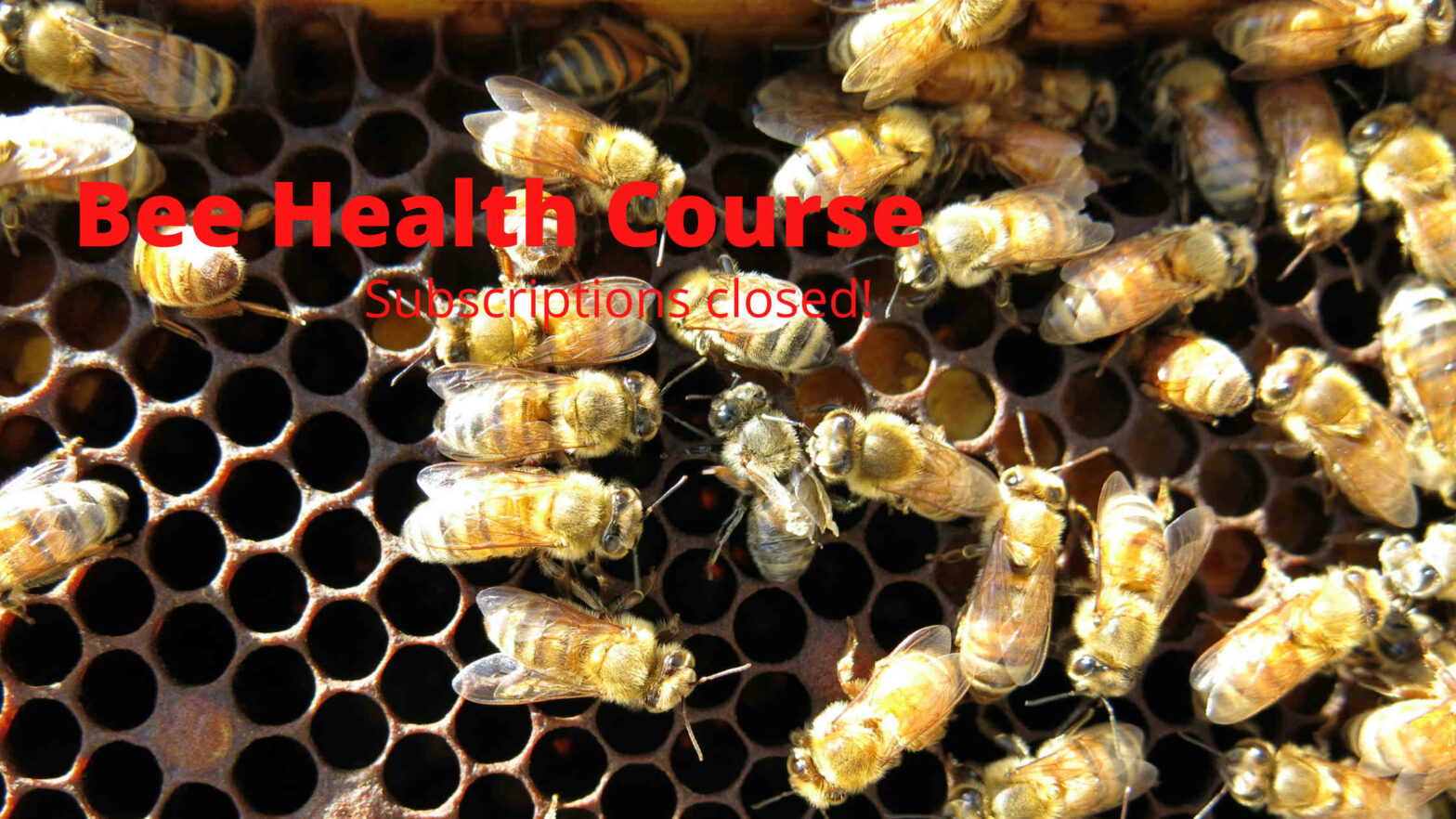 Subscription closed Bee Health Course